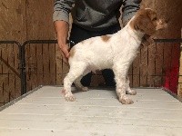 Rocky del Bargazzi